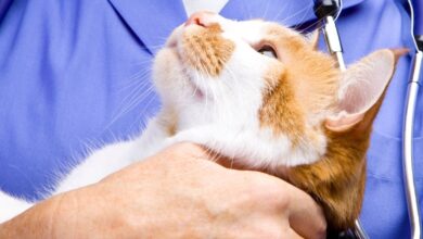 As 10 Melhores Faculdades de Medicina Veterinária na Europa
