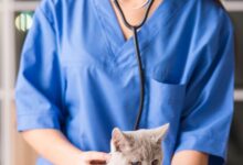 O que é a balantidiose?