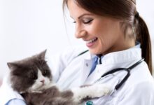 Qual é o hospedeiro definitivo do Toxoplasma gondii?