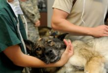 As 10 Melhores Faculdades de Medicina Veterinária na Região Sudeste do Brasil
