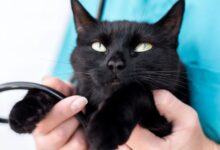 Doenças Parasitárias: Guia Completo de Prevenção e Controle