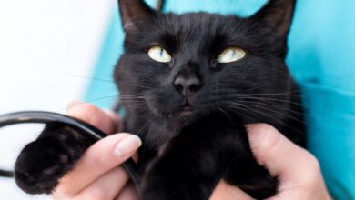 Doenças Parasitárias: Guia Completo de Prevenção e Controle