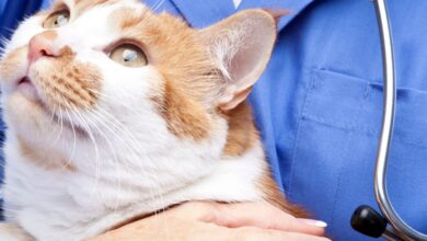 O que e a babesiose?