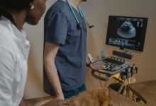 As 10 Melhores Faculdades de Medicina Veterinária no Nordeste do Brasil