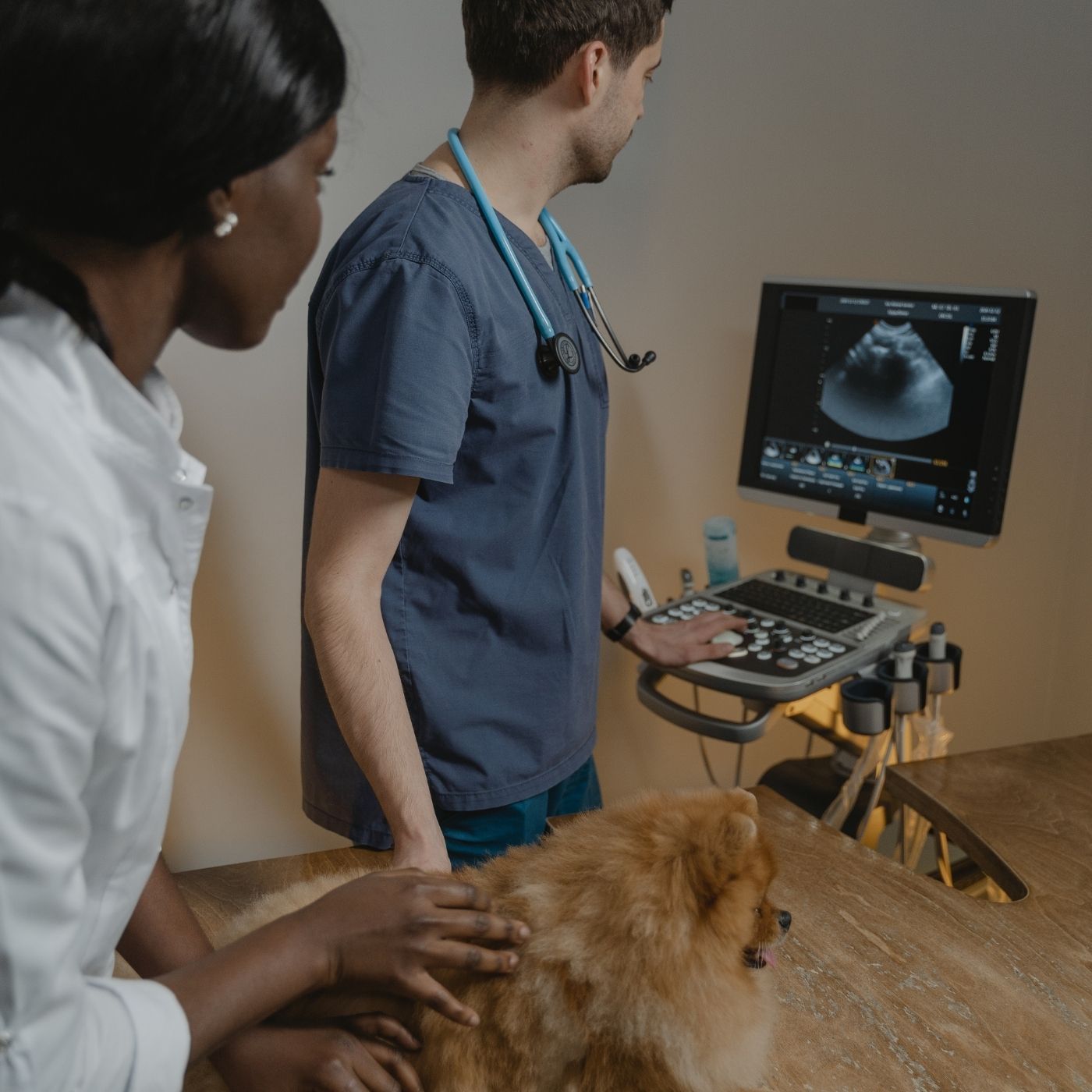 As 10 Melhores Faculdades de Medicina Veterinária no Nordeste do Brasil