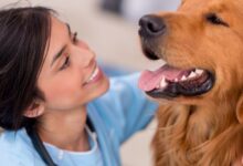 10 Melhores Hospitais e Clinicas Veterinárias em São Paulo SP em 2026
