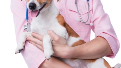 As 10 Melhores Faculdades de Medicina Veterinária na Oceania
