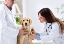 Quiz Erliquiose Canina: O Que Você Sabe Sobre a Doença do Carrapato?