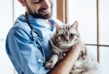 Certificação de Segurança na Medicina Veterinária