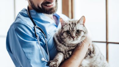 Certificação de Segurança na Medicina Veterinária