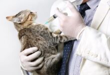 As 10 Melhores Faculdades de Medicina Veterinária na Região Norte do Brasil