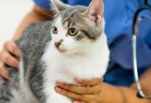 Qual é a importância veterinária da Sarcoptes scabiei?