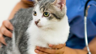 Qual é a importância veterinária da Sarcoptes scabiei?