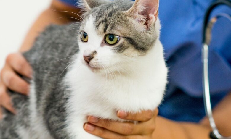 Qual é a importância veterinária da Sarcoptes scabiei?