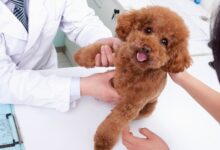 Miastenia Gravis em Cães: Entenda a Doença Neuromuscular