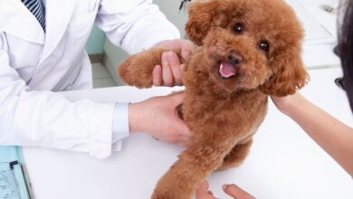 Miastenia Gravis em Cães: Entenda a Doença Neuromuscular