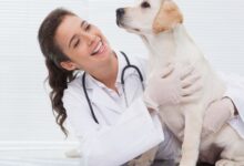 Leishmaniose em animais: guia veterinário completo, técnico e atualizado