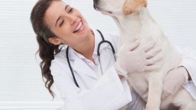 Leishmaniose em animais: guia veterinário completo, técnico e atualizado