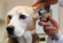 As 10 Melhores Faculdades de Medicina Veterinária da América do Sul 12 As 10 Melhores Faculdades de Medicina Veterinária da América do Sul