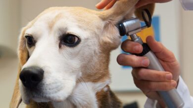 As 10 Melhores Faculdades de Medicina Veterinária da América do Sul