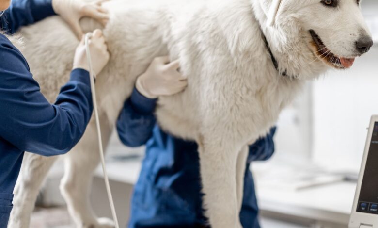 Higiene, Zoonoses e Saúde Pública