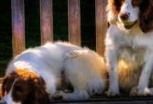 O que é a adenovirose canina?