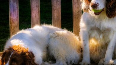 O que é a adenovirose canina?