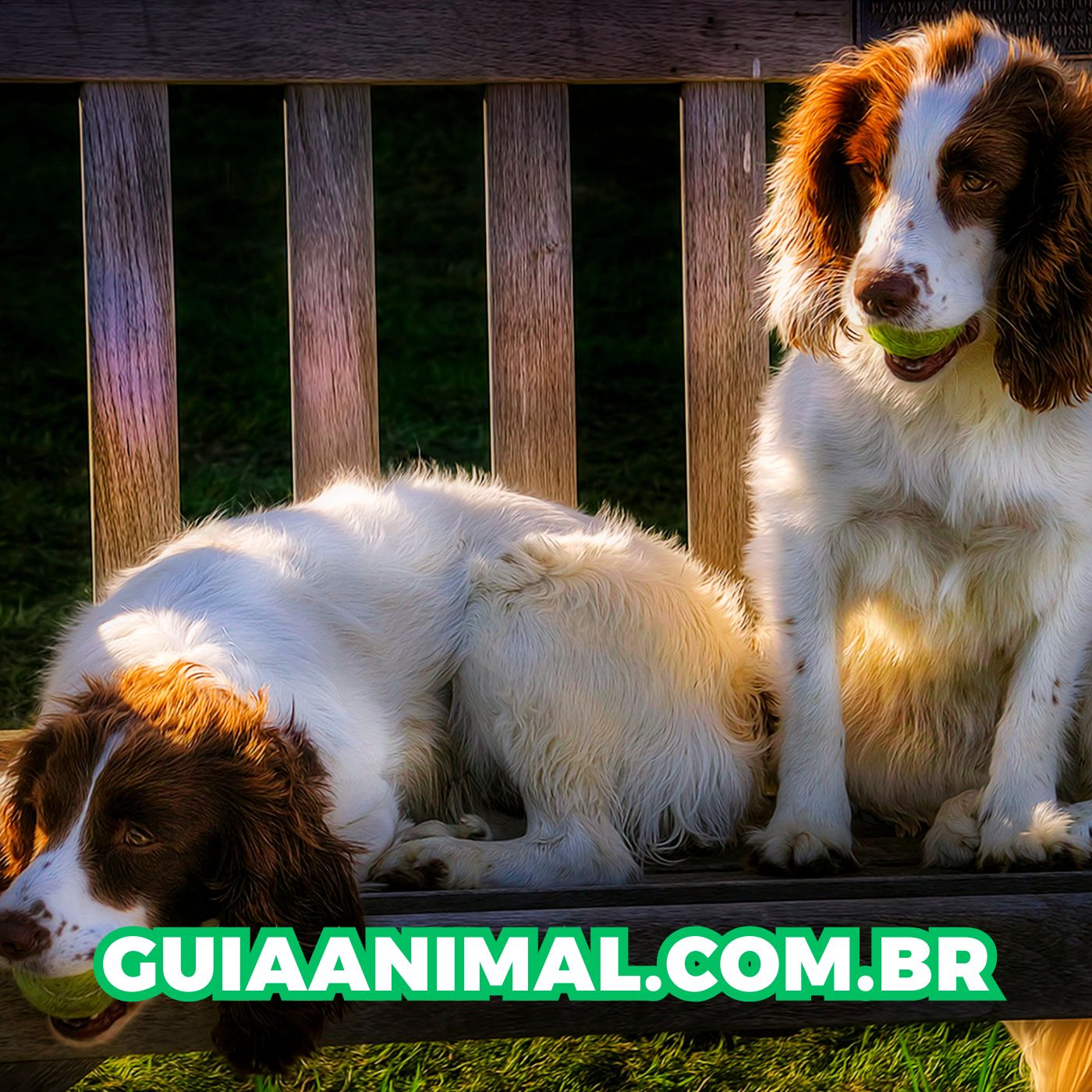 O que é a adenovirose canina?