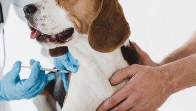 O que é Parvovirose em animais?