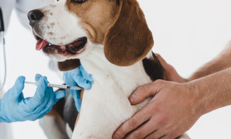 O que é Parvovirose em animais?