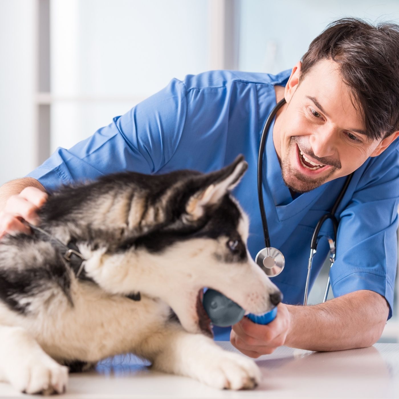 10 Melhores Hospitais e Clinicas Veterinárias em Niterói RJ