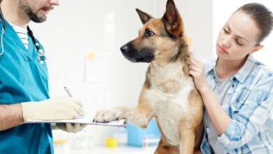 10 Melhores Hospitais e Clinicas Veterinárias no Rio de Janeiro RJ