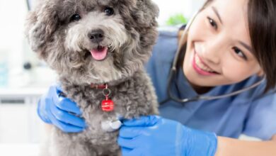 10 Melhores Hospitais e Clinicas Veterinárias em Belo Horizonte MG em 2026