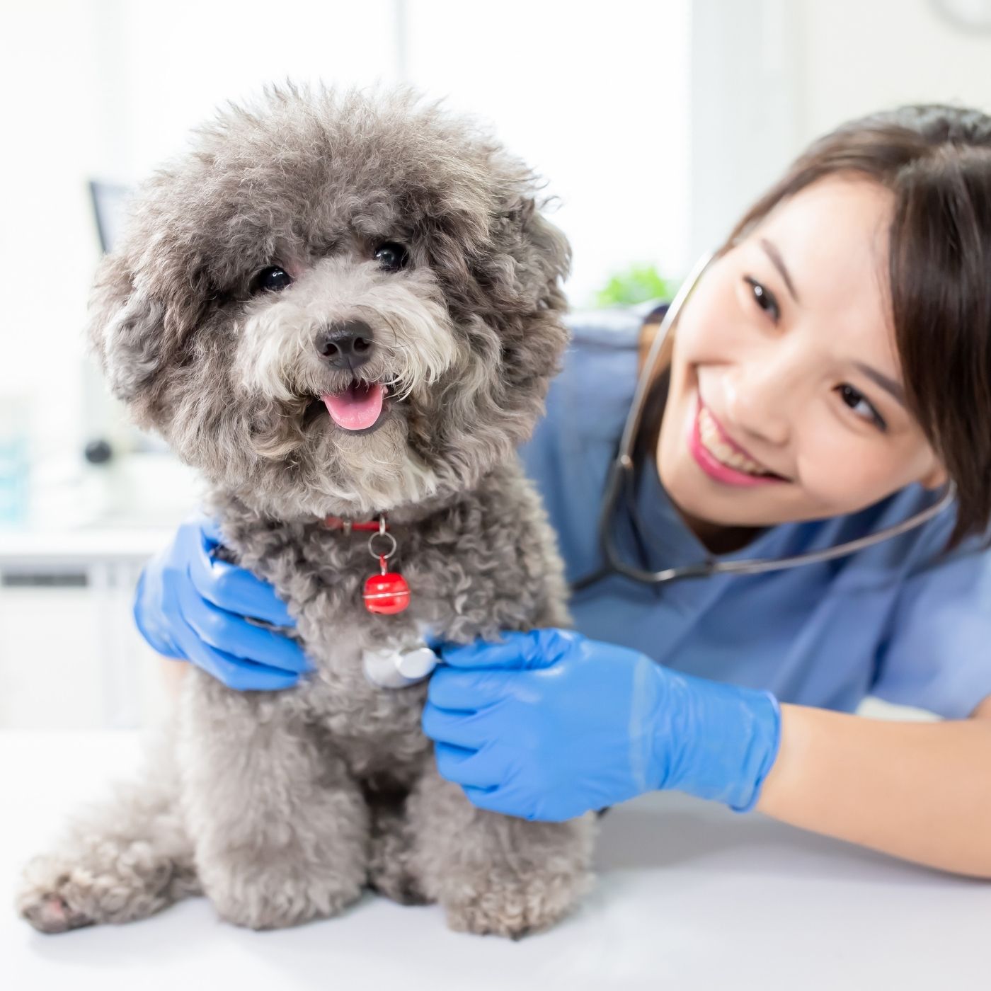 10 Melhores Hospitais e Clinicas Veterinárias em Belo Horizonte MG em 2026
