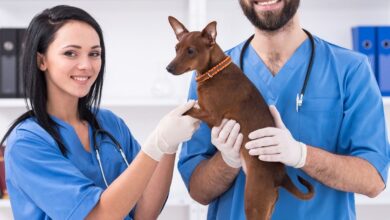 10 Doenças mais Comuns em Cães e Onde Tratar