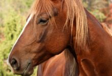 Leptospirose Animal: Guia Completo, Causas e Relação com Outras Doenças