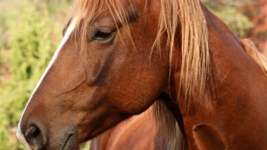 Leptospirose Animal: Guia Completo, Causas e Relação com Outras Doenças