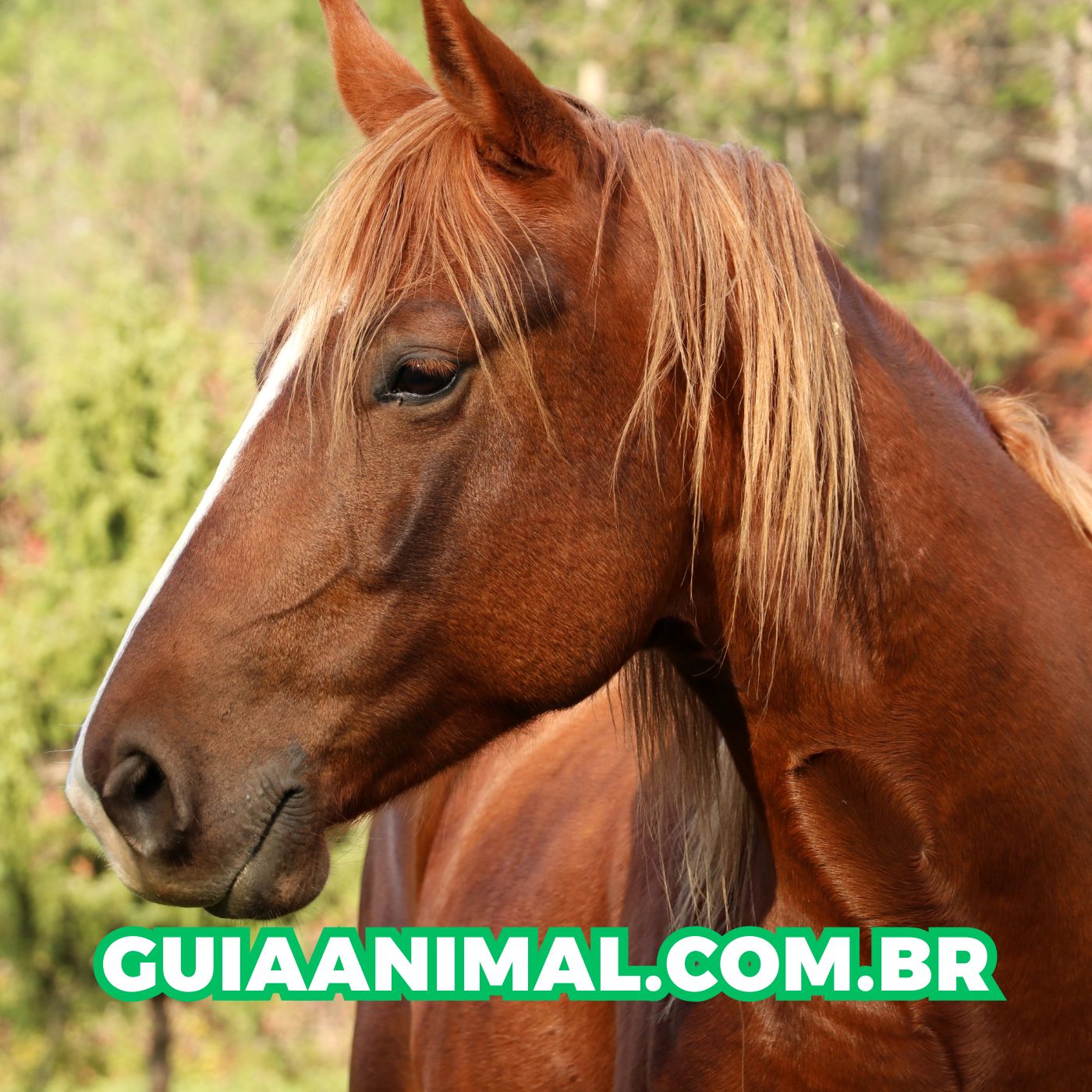 Leptospirose Animal: Guia Completo, Causas e Relação com Outras Doenças