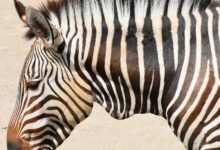 As 10 Melhores Faculdades de Medicina Veterinária do Mundo com Foco em Equinos