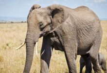 10 Melhores Sites Veterinários do Mundo