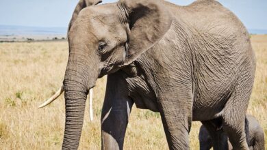 10 Melhores Sites Veterinários do Mundo