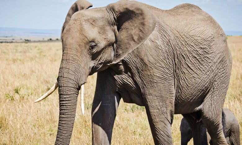 10 Melhores Sites Veterinários do Mundo