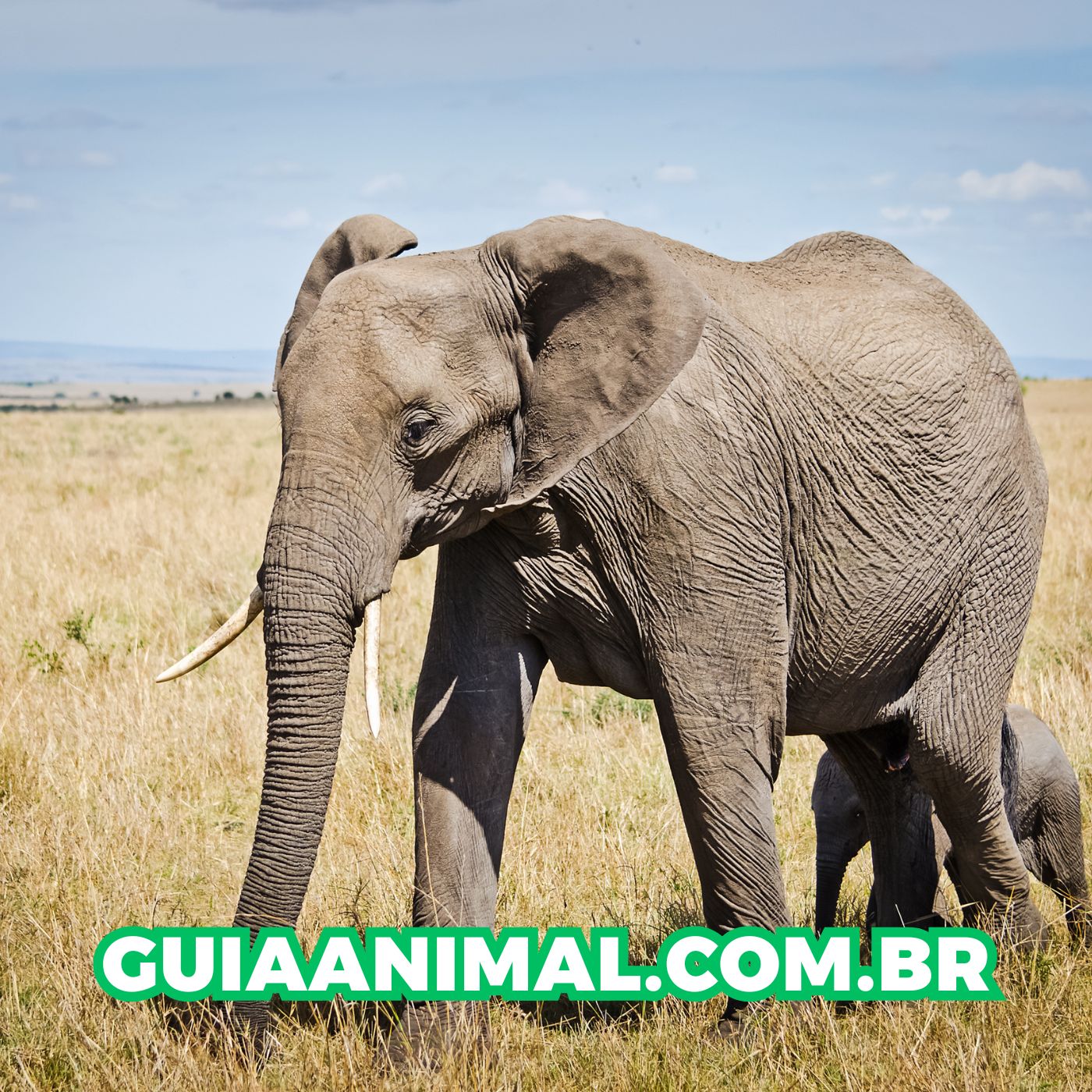 10 Melhores Sites Veterinários do Mundo