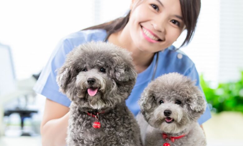 Classificados Pet: Adoção e Doação