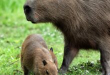 O Que são as Doenças Parasitárias em Animais?