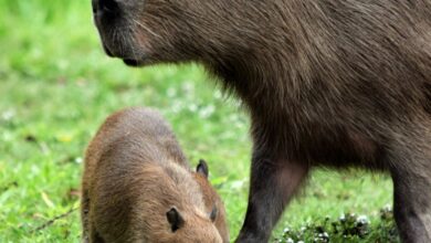 O Que são as Doenças Parasitárias em Animais?