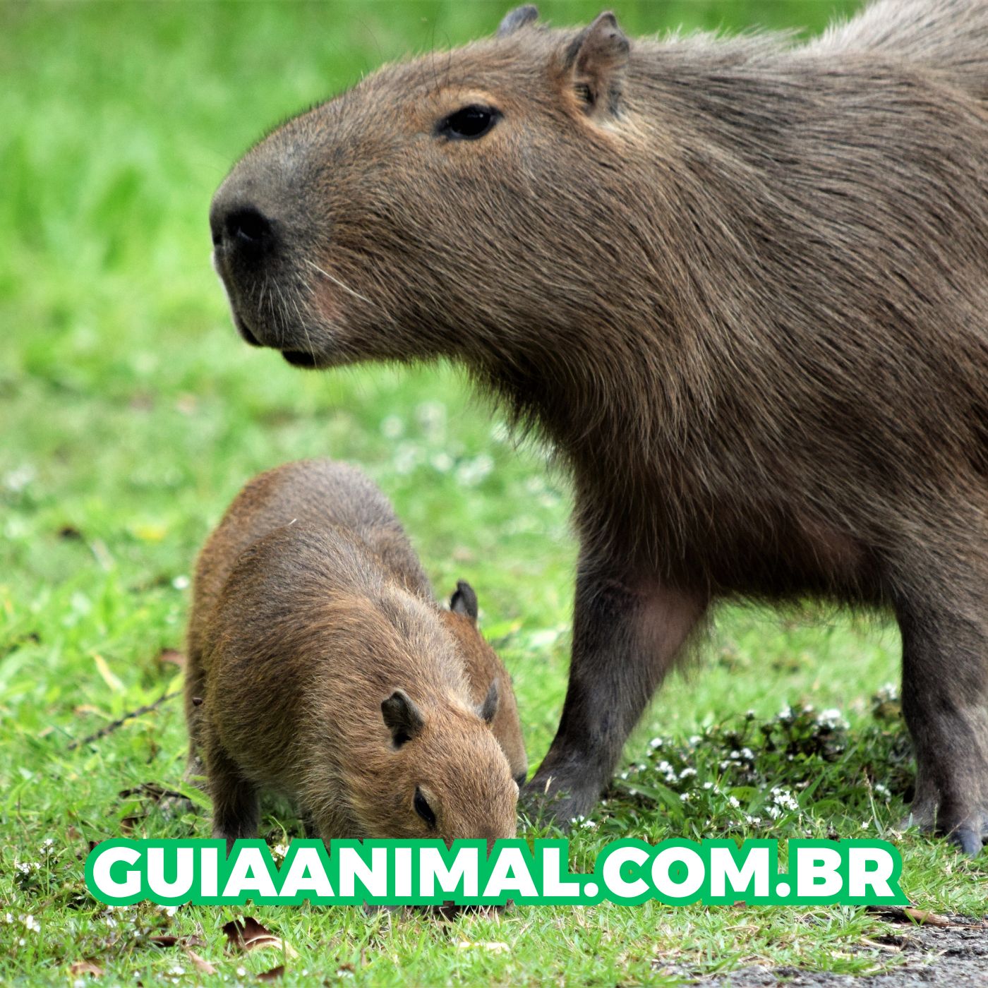 O Que são as Doenças Parasitárias em Animais?