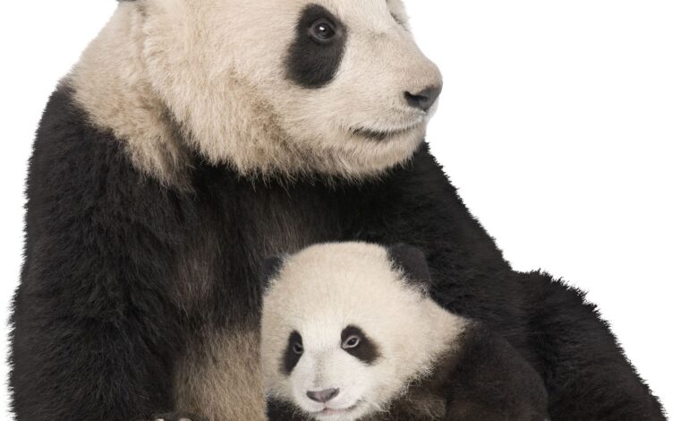 O Universo da Medicina Veterinária