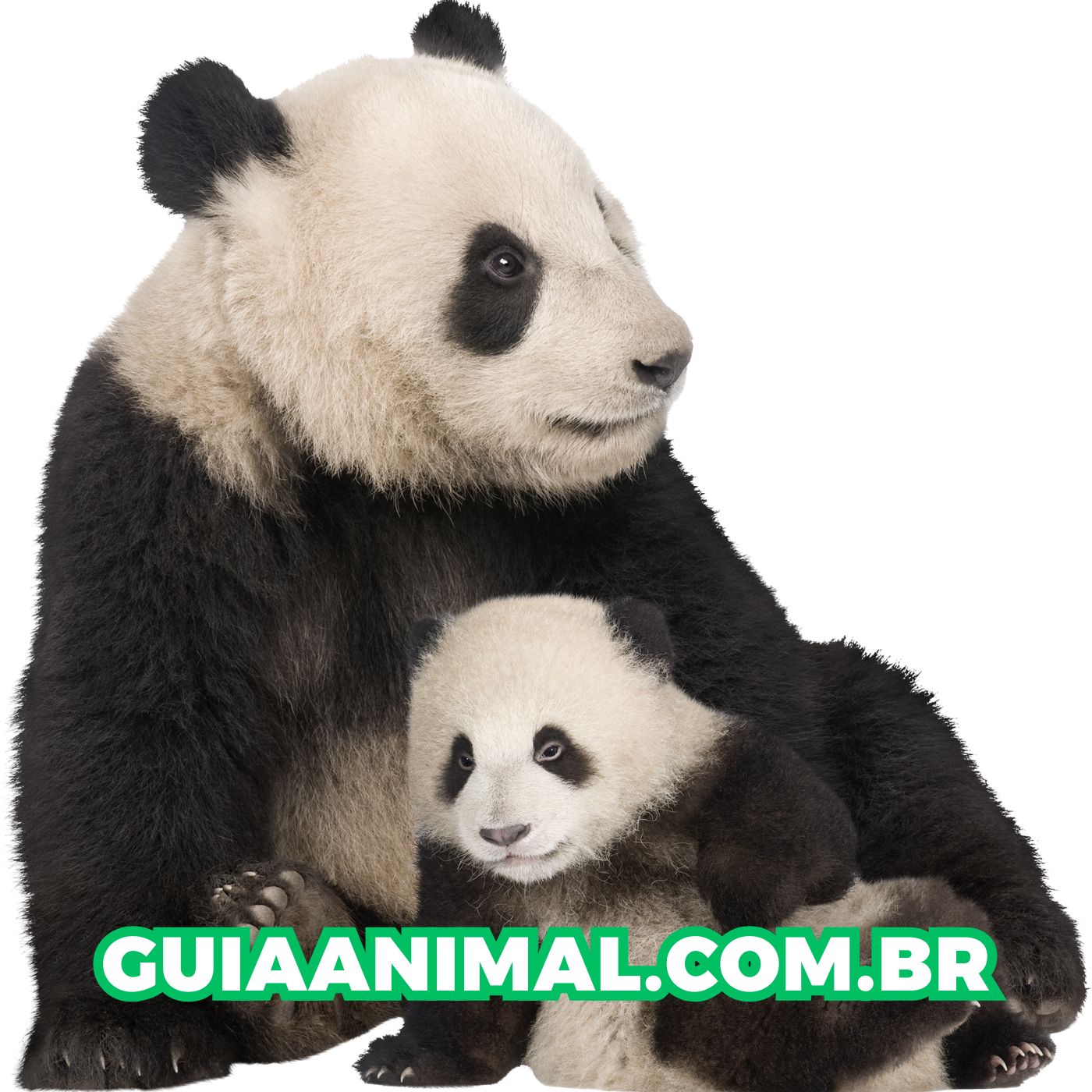 O Universo da Medicina Veterinária