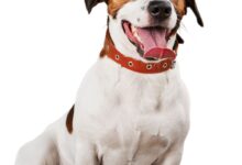 Adenovirose Canina: O Que É, Sintomas e Tratamentos Essenciais